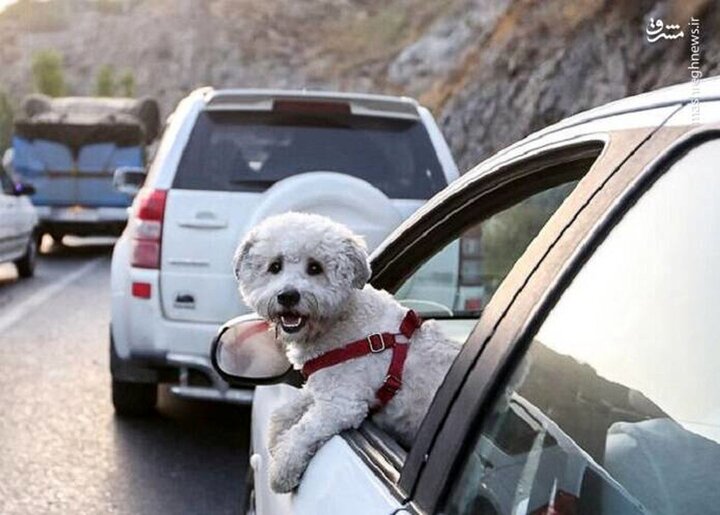  سگ‌گردانی در استان فارس ممنوع شد