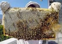  شیرینی پاییز گراش با طعم عسل