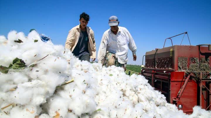  برداشت طلای سفید شهرستان گراش